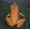 Thumbnail for version as of 11:37, July 2, 2011