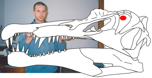 File:Spinosaurus skull.png