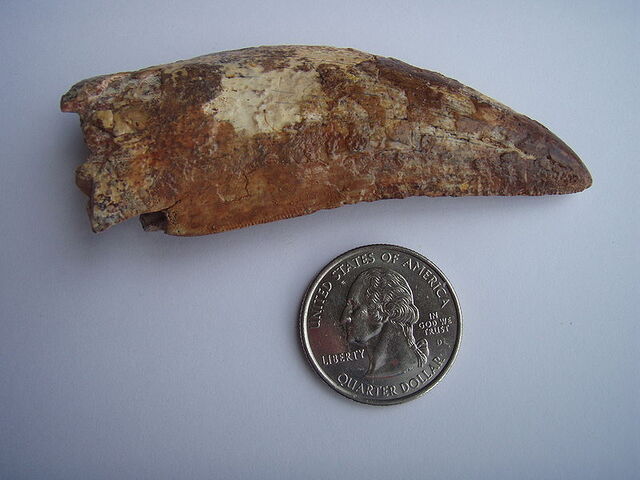 File:Carcharodontosaurus tooth.jpg