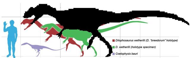 File:Dilo-Alloscale.jpg