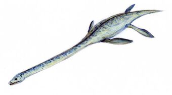 Elasmosaurus2