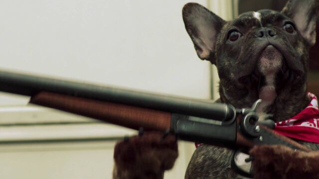 File:Dog.jpg