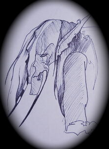 DSC 0003