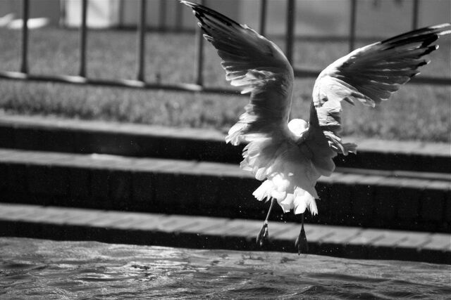 File:Seagull1.jpg