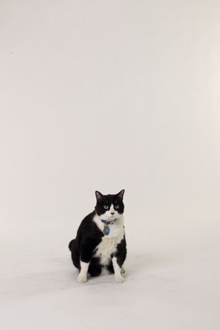 File:Tumblr lyrvpttgte1r5uoxco1 500.jpg