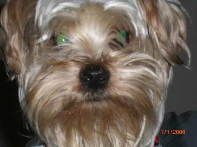 File:Mokibear.jpg