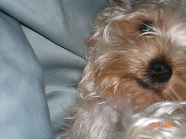 File:Sleepypie.jpg