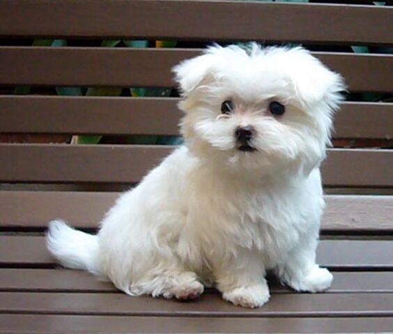 File:1277481636 101884228 2-Maltese-Puppy-for-sale-Long-Beach.jpg