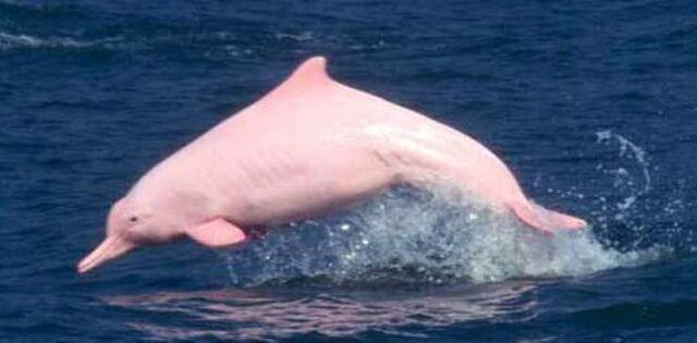 File:07-pink-dolphin.jpg