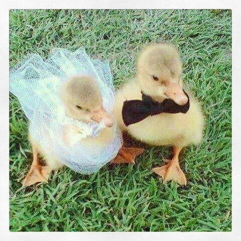 File:Duck marriage.jpg