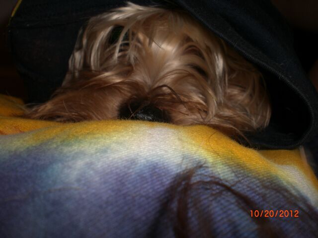 File:Mcmuffin in my hoodie..jpg