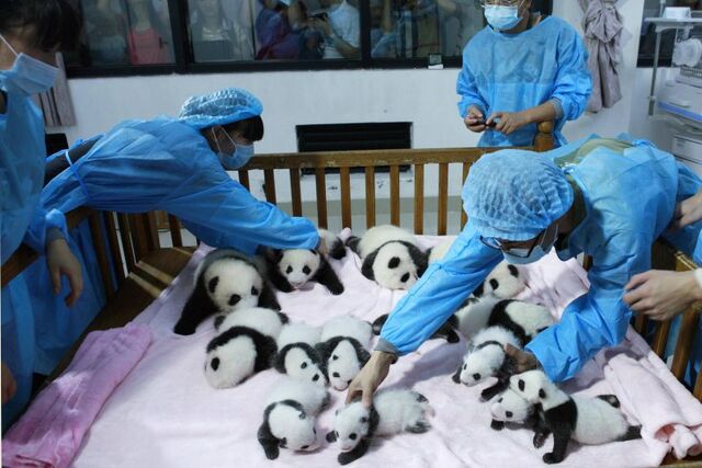 File:Theseareverycutepandas.jpg