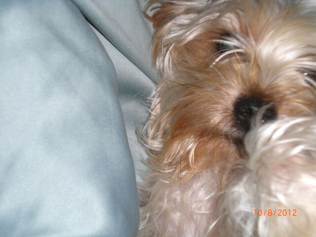 File:Mokisleepbaby.jpg