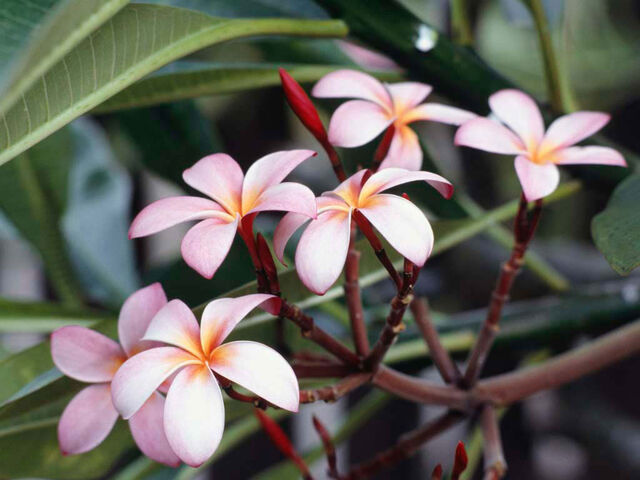 File:Frangipani Flowers.jpg