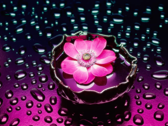 File:Lotus-flower.jpg