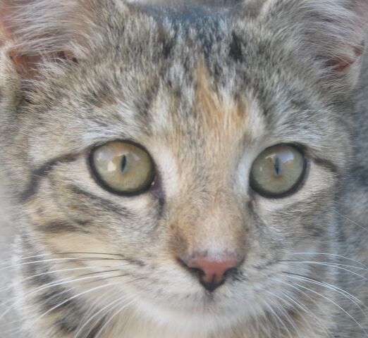 File:Mika 3.jpg