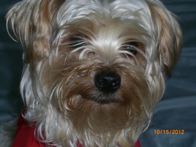 File:Sweetie.jpg