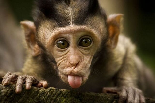File:Funny-monkey-201-1-.jpg