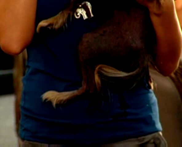 File:Truffles peeing on Paige.jpg
