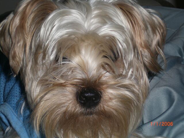 File:Mokk.jpg