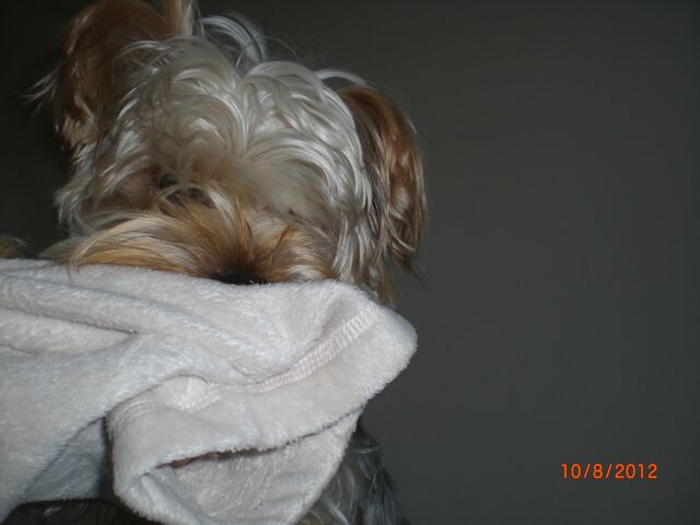 File:Muppet.jpg