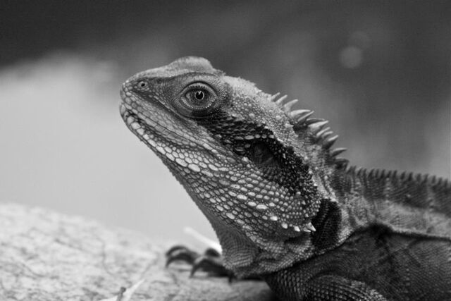 File:WaterDragon1.jpg