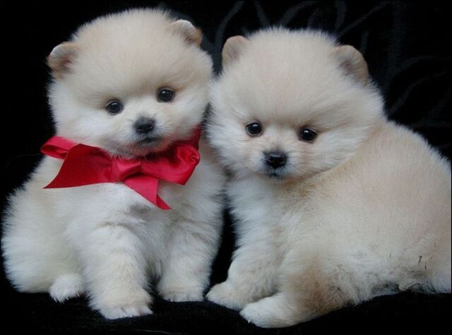 Файл:Pomeranskij-spitz-sshenki-foto.jpg
