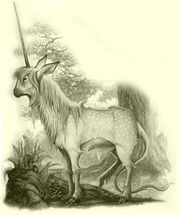 Unicorn