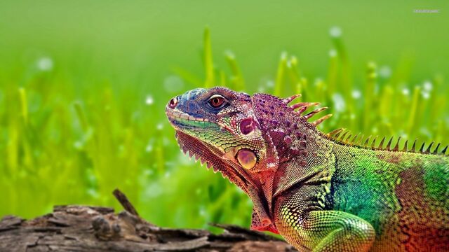 File:Iguana.jpg