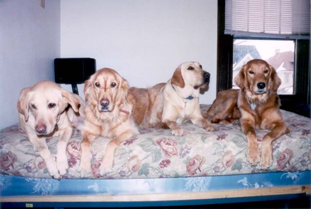 File:My4dawgs.jpg