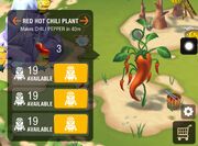 Red hot chili plant