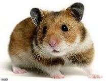 Hamtaro
