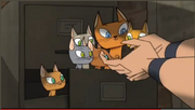 CATS