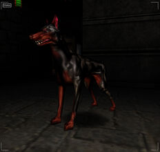 Doberman