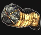 Larva.jpg