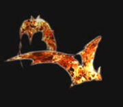 Flambat