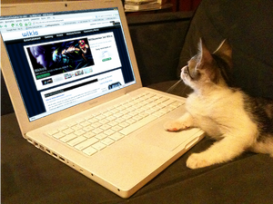 Notebook-Katze