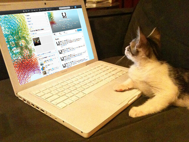 Datei:Wikia Twitter Katze.jpg