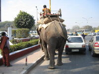 Elephants on the road.jpg