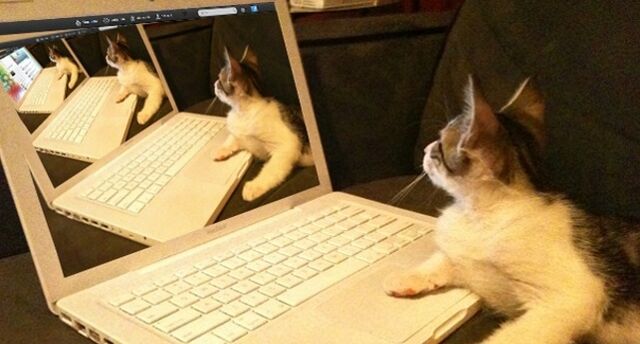 Datei:Praktikanten blog katze.jpg
