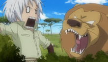 Hungry Lion
