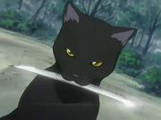 Riruka cat