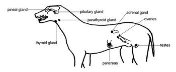 Canine endocrines