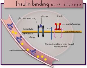 Diabetes insulin