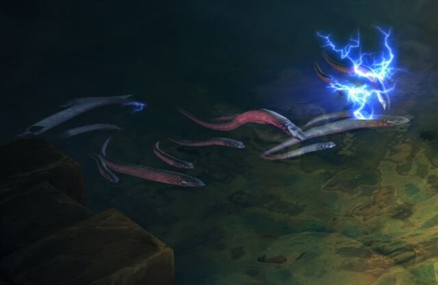 File:Eels2.jpg