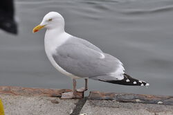 Möwe.jpg