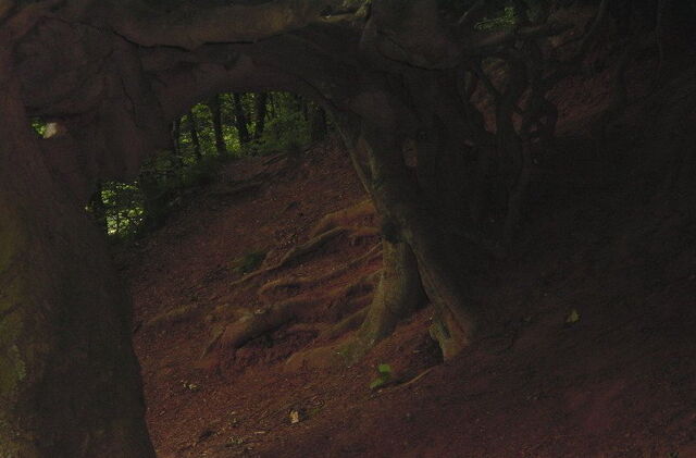 File:Black-black-forest.jpg