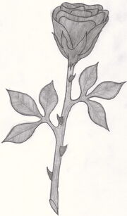 Schwarze Rose.jpg