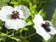 220px-SagittariaSagittifolia-bloem-kl.jpg