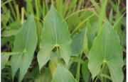 180px-Katniss plant.png